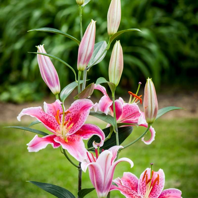 Pink lily jigsaw puzzle online