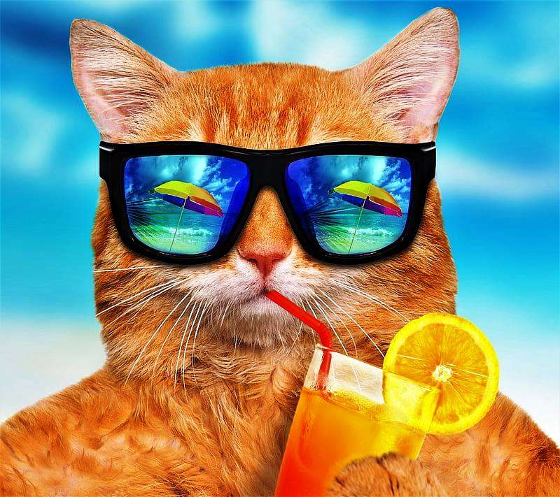 Котешки слънчеви очила онлайн пъзел