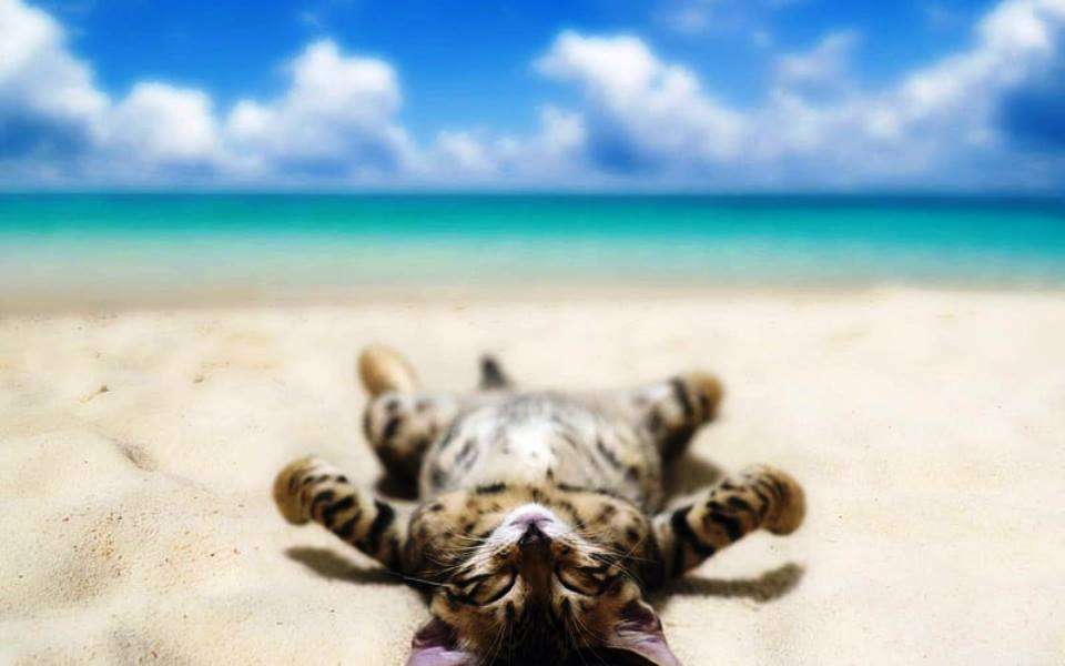 gato cansado do mar quebra-cabeças online