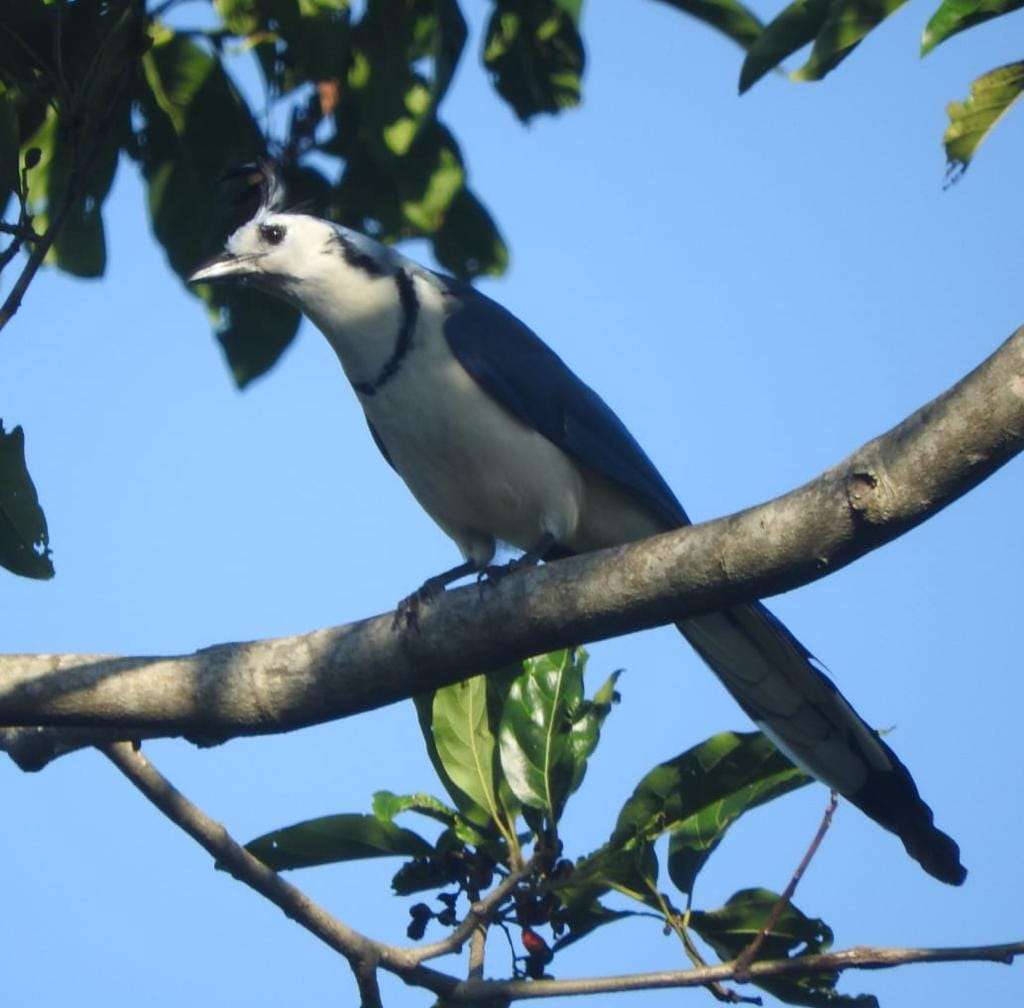 タカナ火山の鳥たち ジグソーパズルオンライン