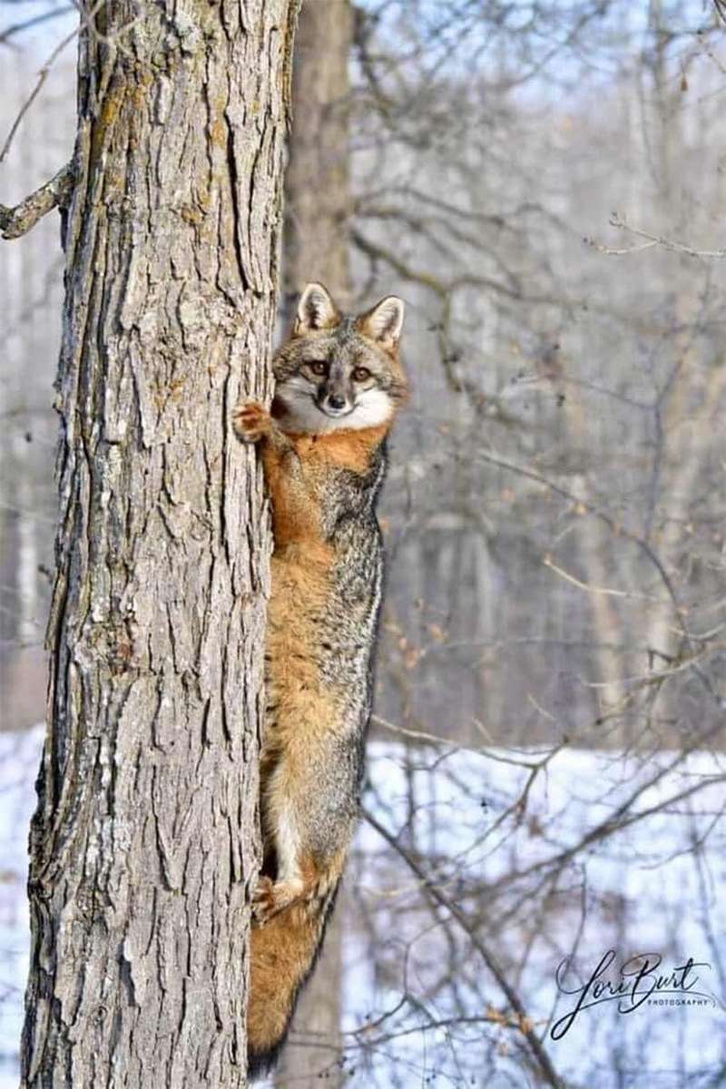 Fuchs klettert auf einen Baum Online-Puzzle