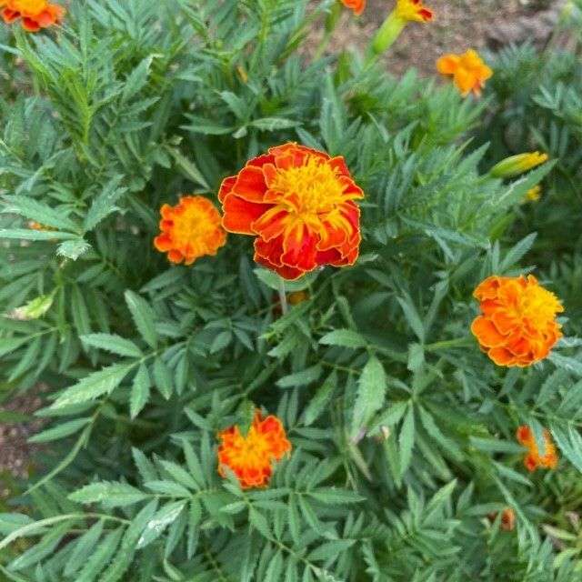 Tagetes/ jigsaw puzzle online