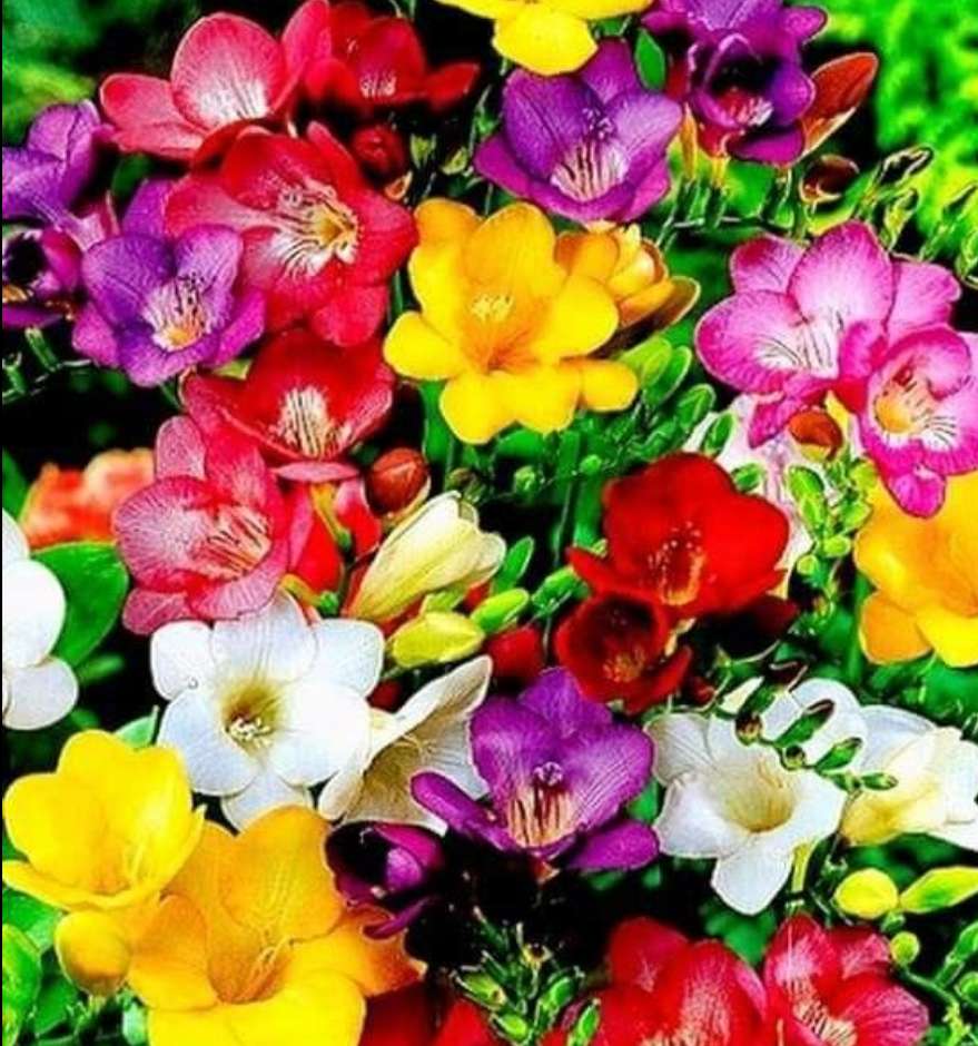 Frézia virágok kirakós online