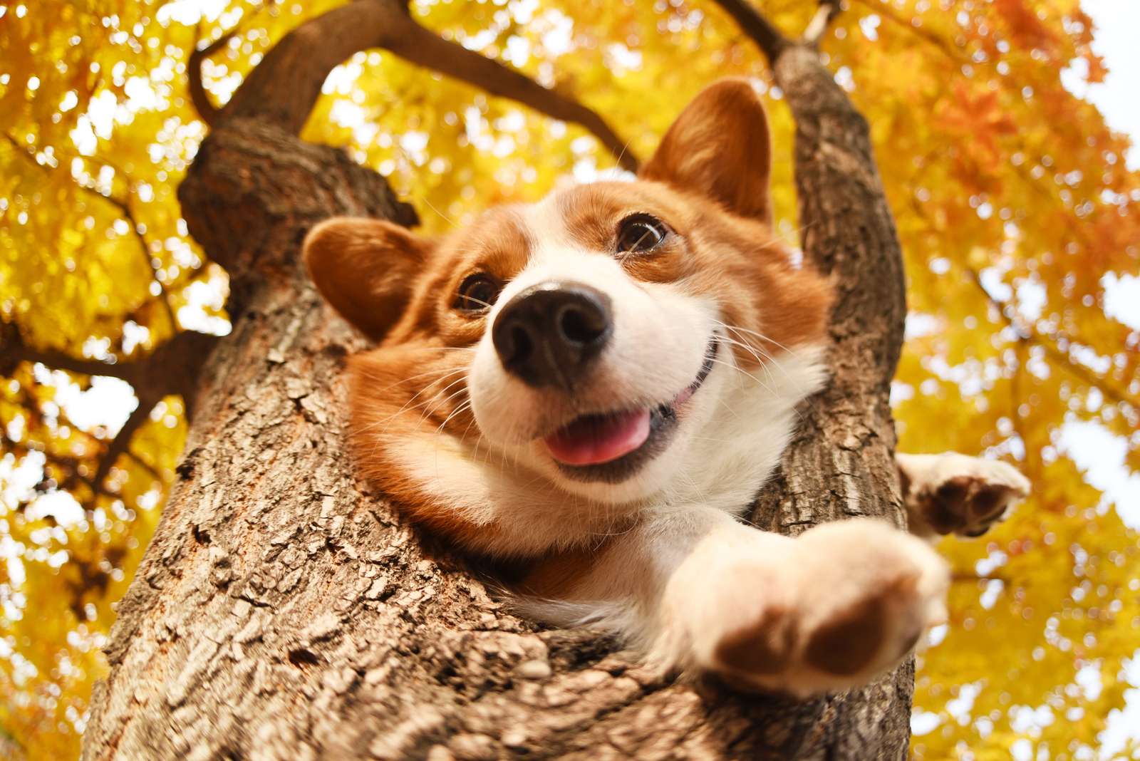 perro corgi rompecabezas en línea