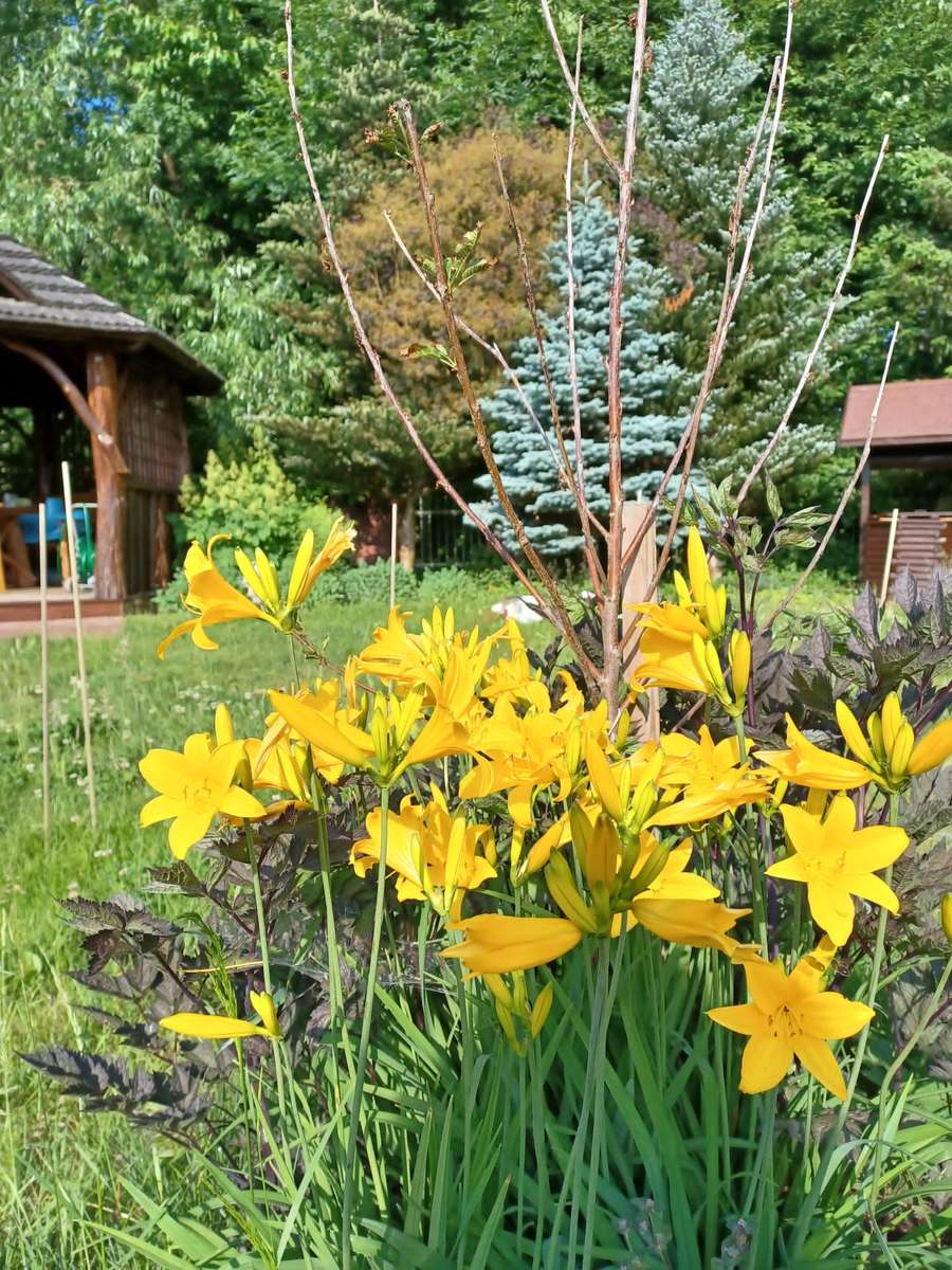 жълти нарциси в градината онлайн пъзел
