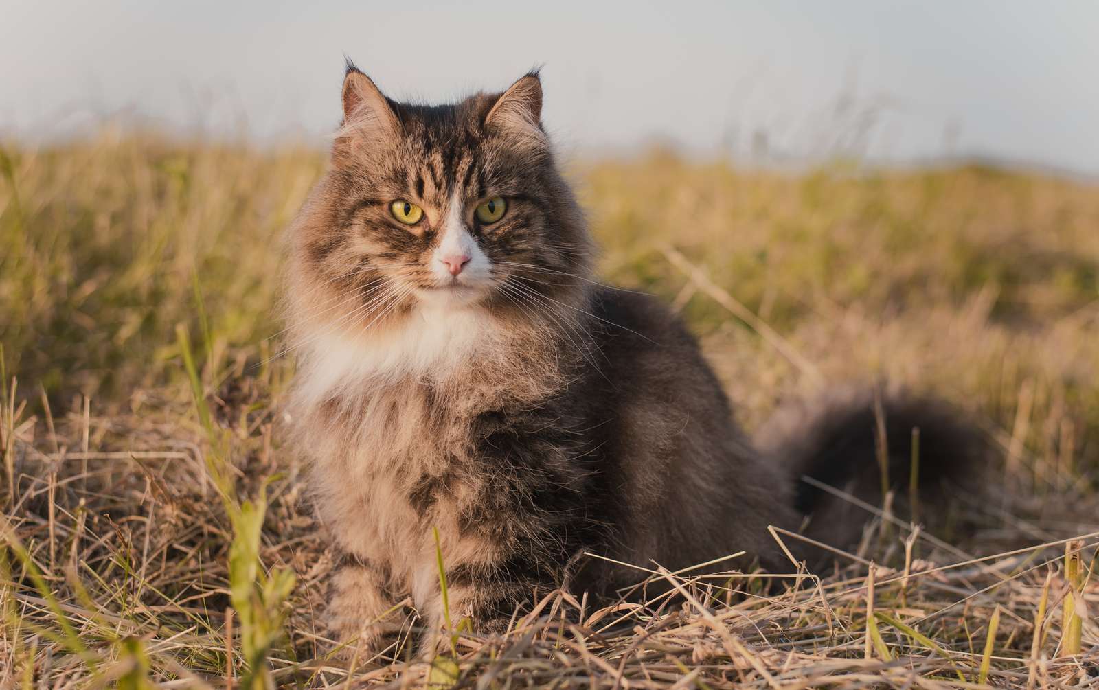 chat sibérien puzzle en ligne