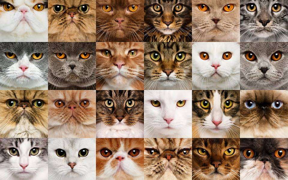 collage katten legpuzzel online