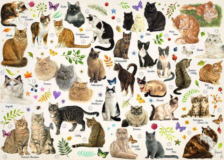 différents types de chats puzzle en ligne