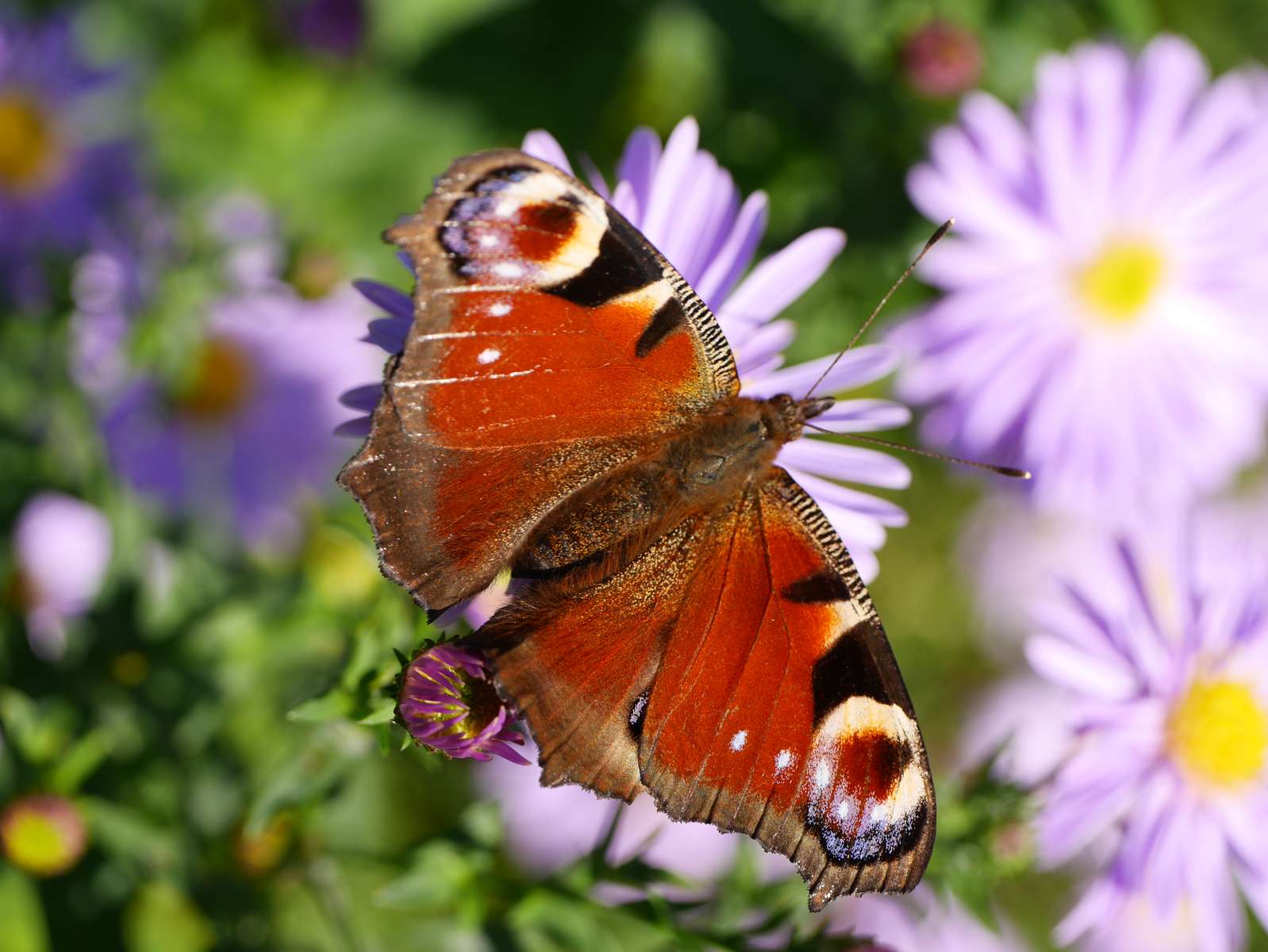 Butterfly! jigsaw puzzle online