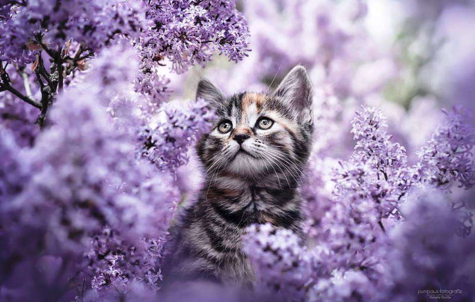 gato lilás puzzle online