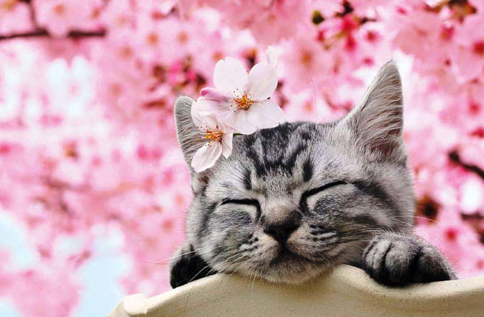 chat de printemps puzzle en ligne