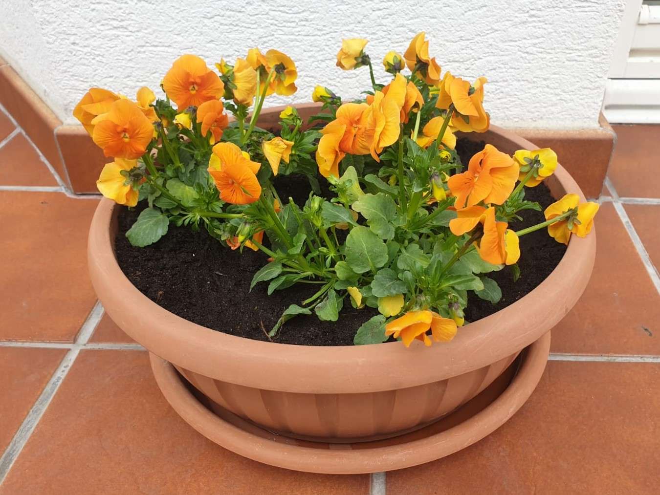 yellow pansies flowers in a pot online puzzle
