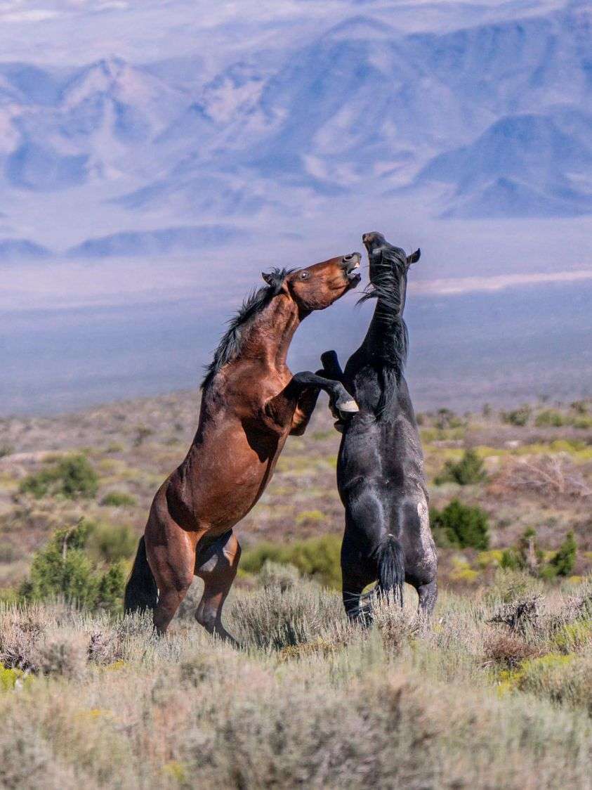 δύο άλογα βουνά παζλ online