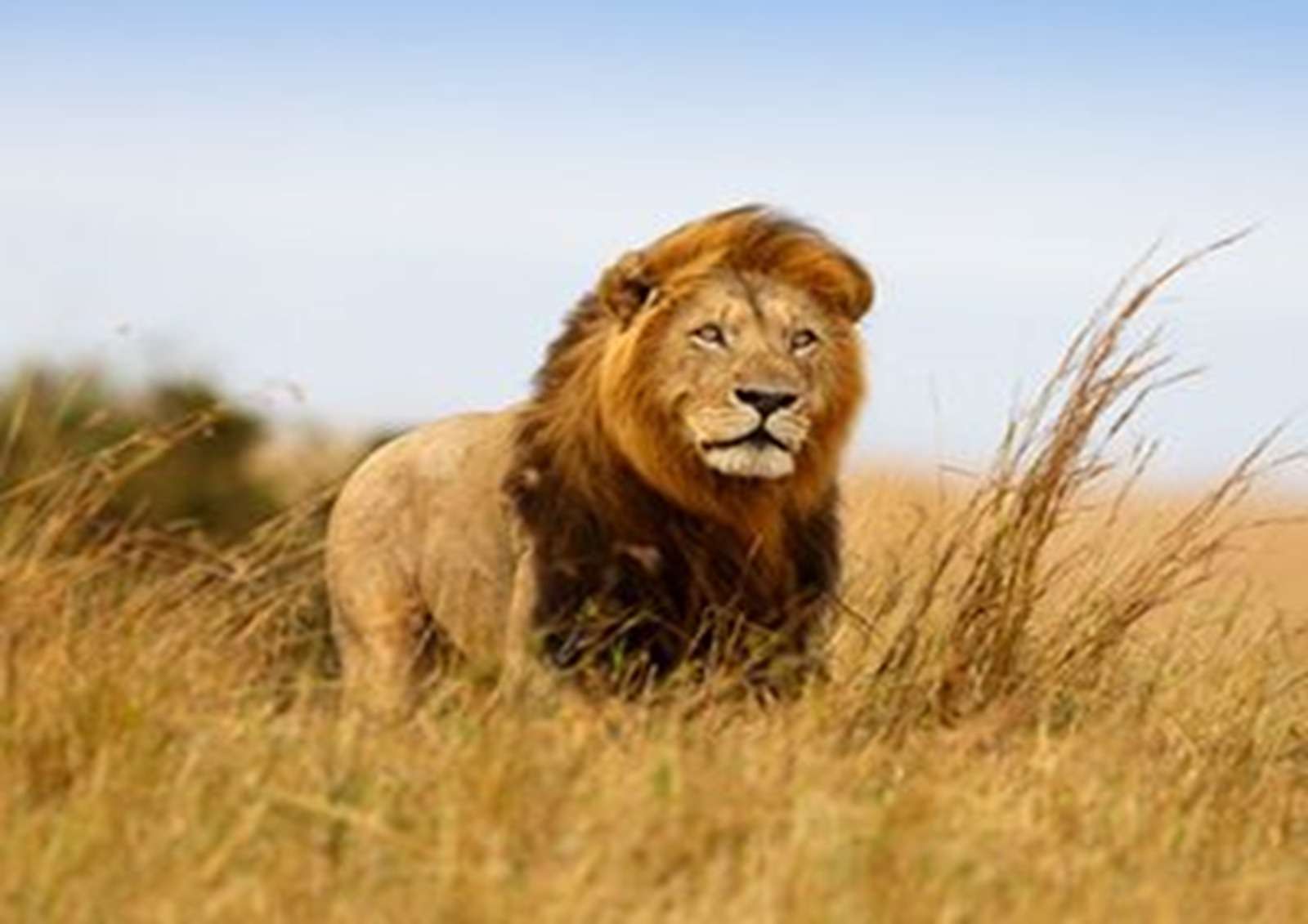 лъв и неговото местообитание онлайн пъзел