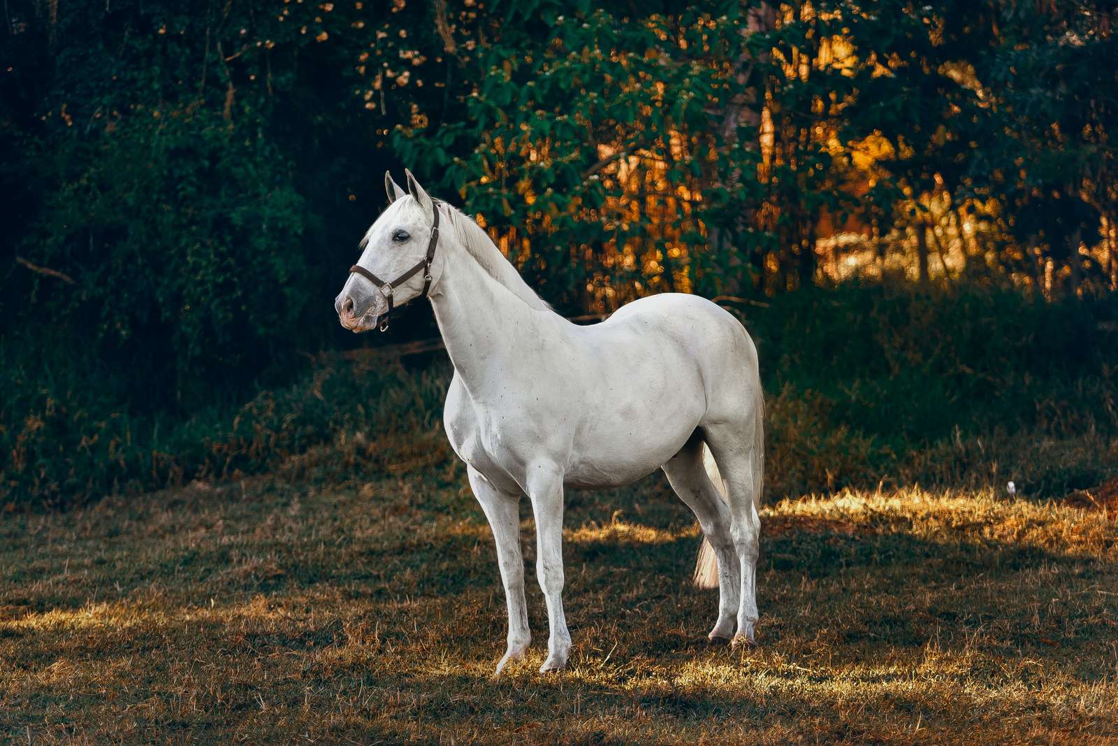 Het paard online puzzel