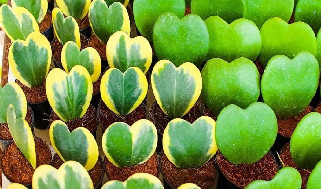 Hjärtformade suckulenter - (Conophytum bilobum) Pussel online