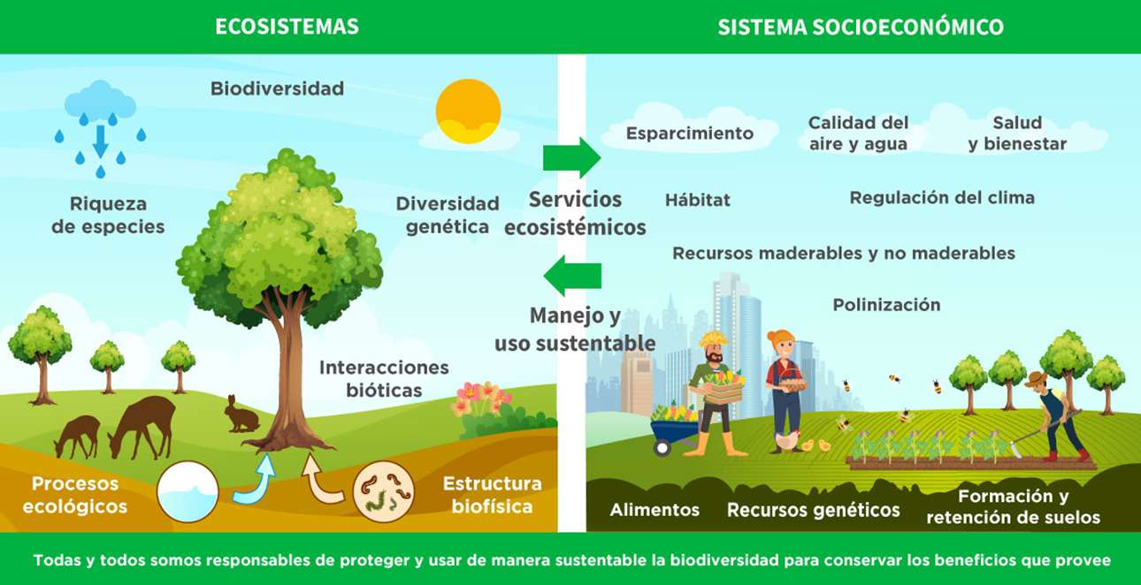 Serviços de ecossistemas quebra-cabeças online