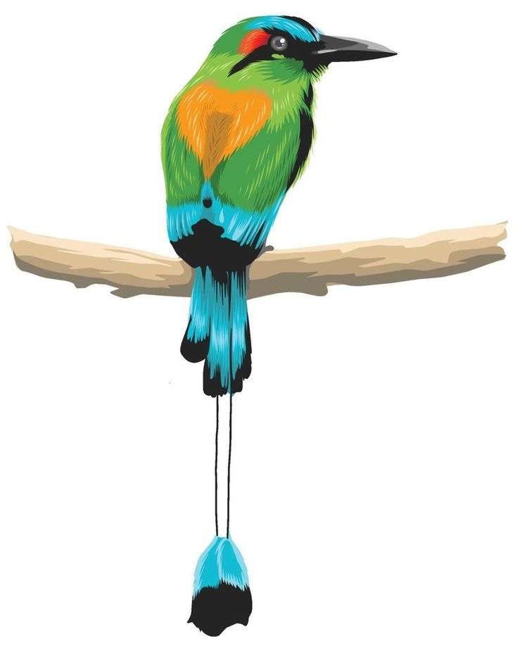 Torogoz národní pták ze Salvadoru online puzzle