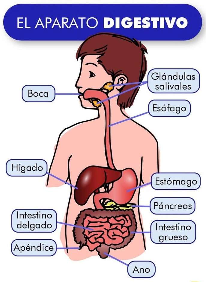 digestive system online puzzle