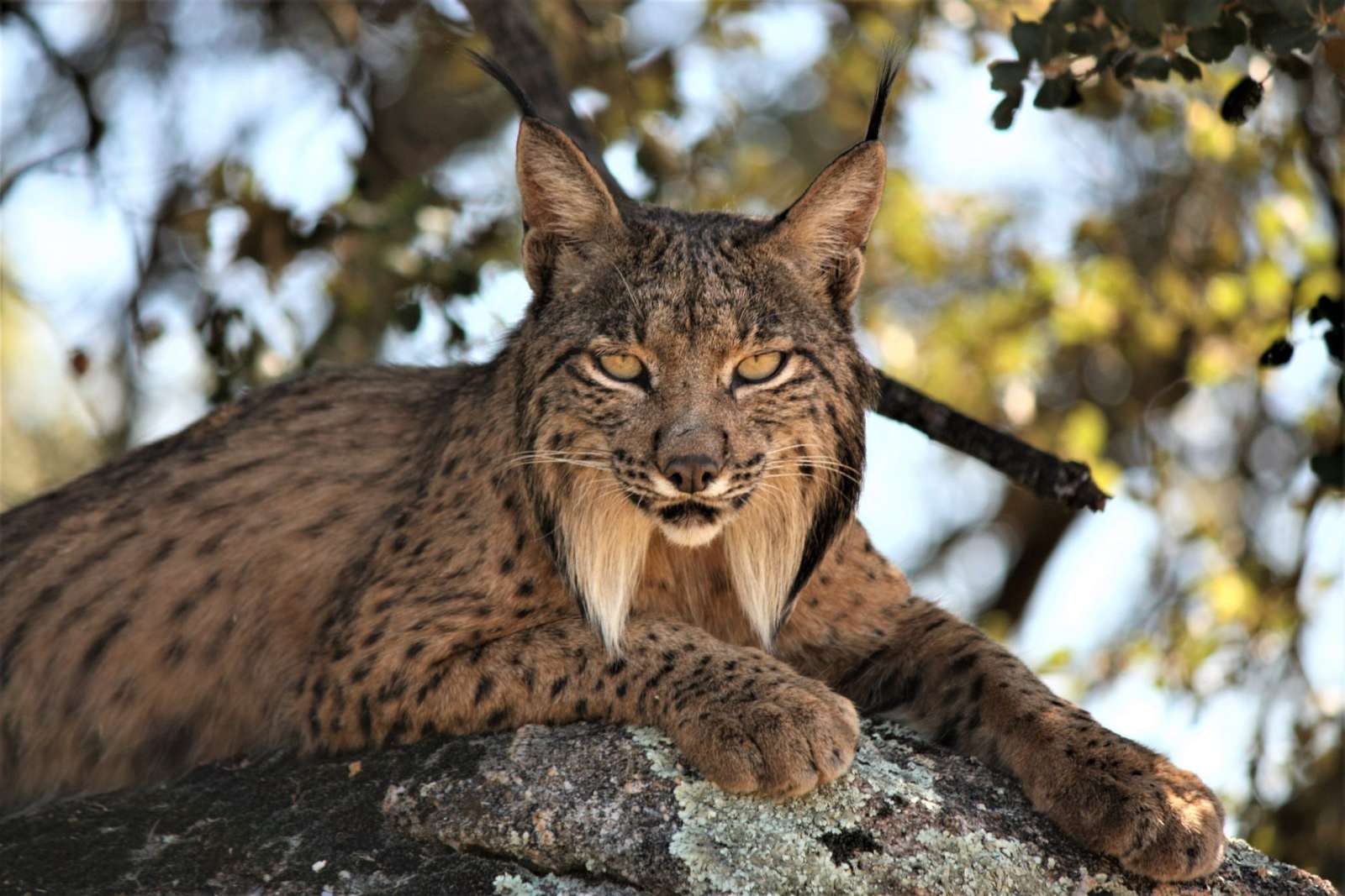 IBERIAN LYNX jigsaw puzzle online