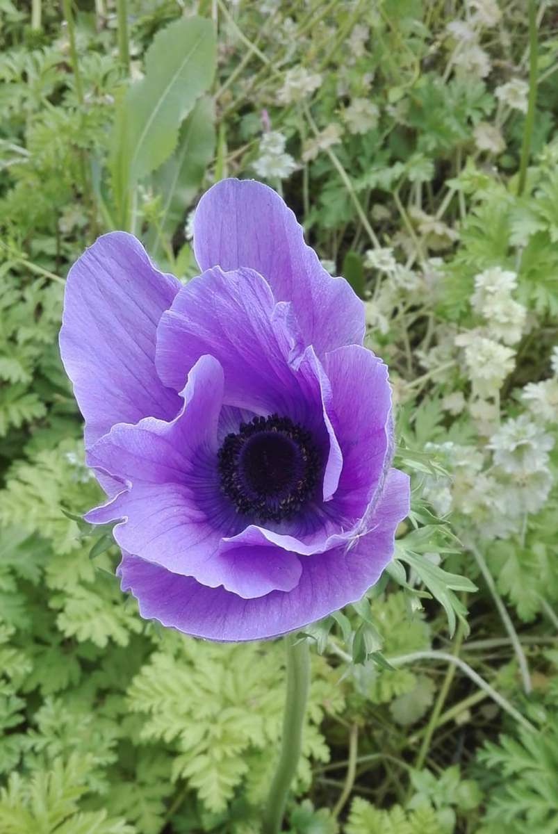 amapola morada colorida rompecabezas en línea