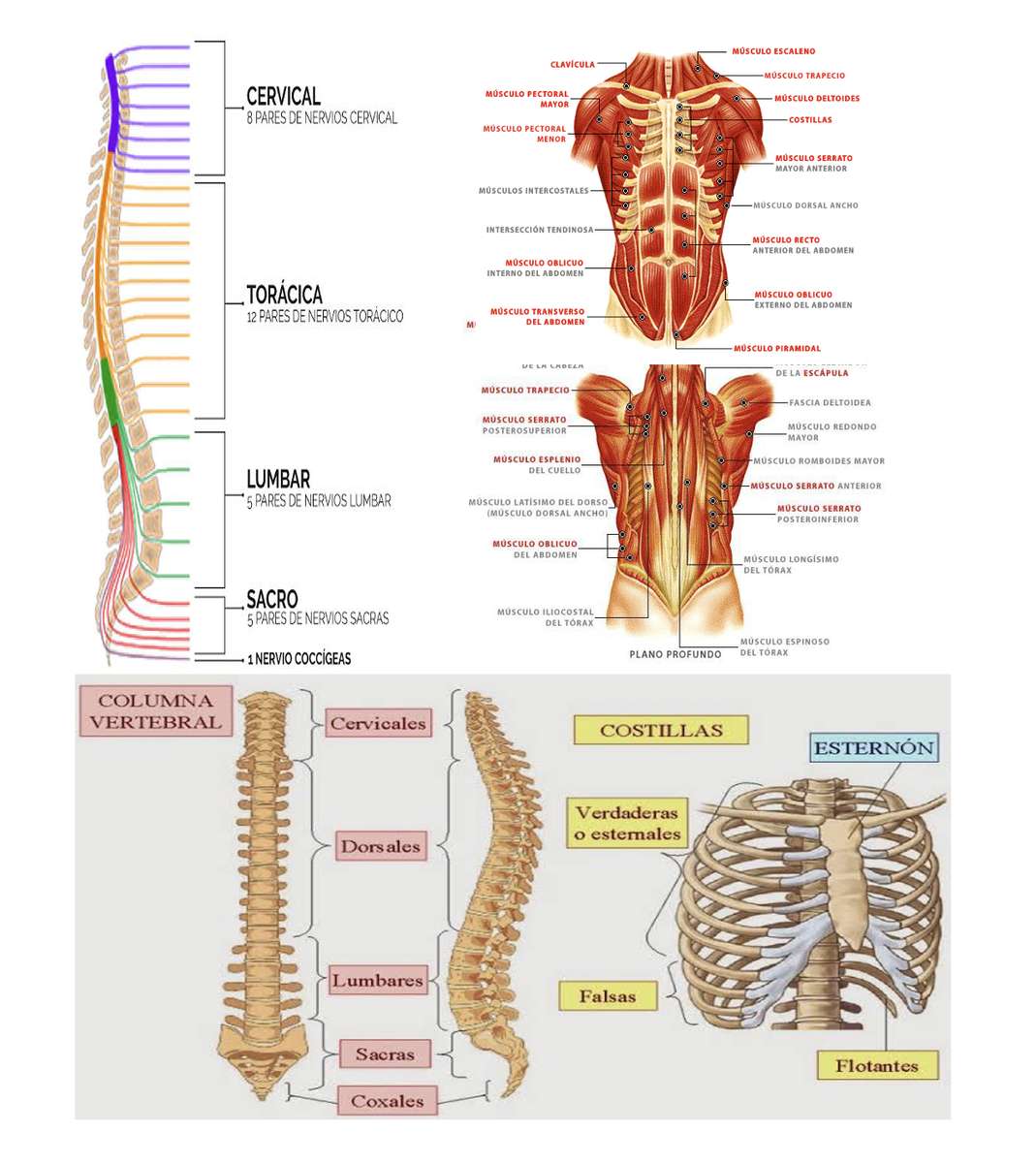 Tronco e colonna vertebrale puzzle online