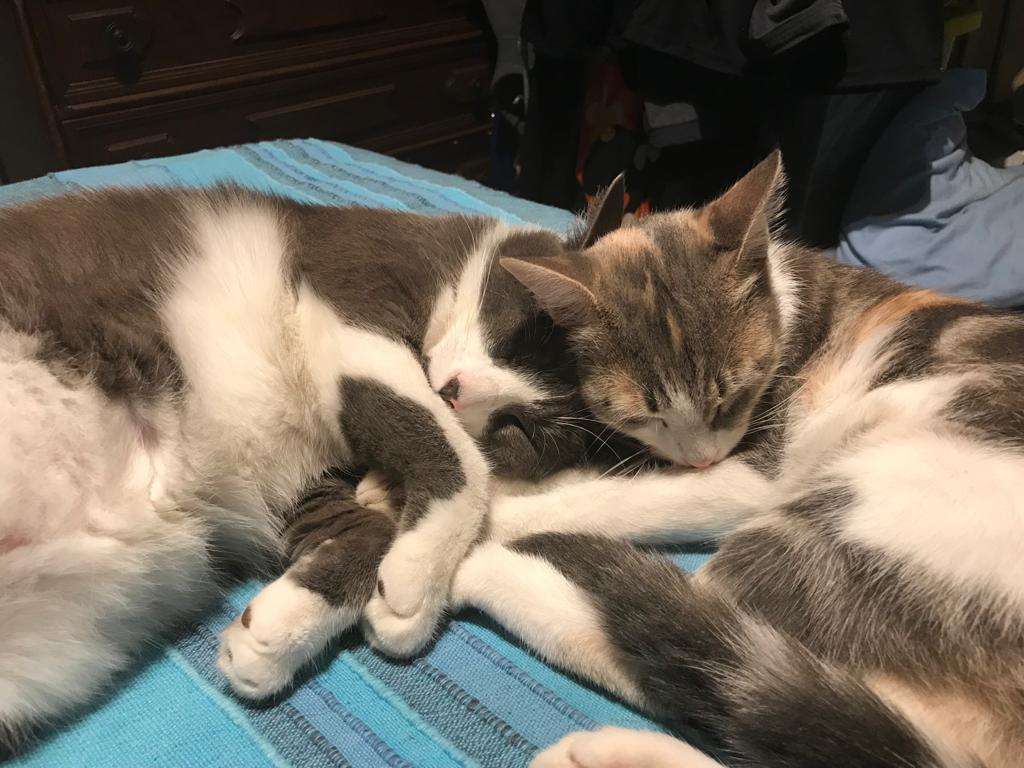 pisici adormite jigsaw puzzle online
