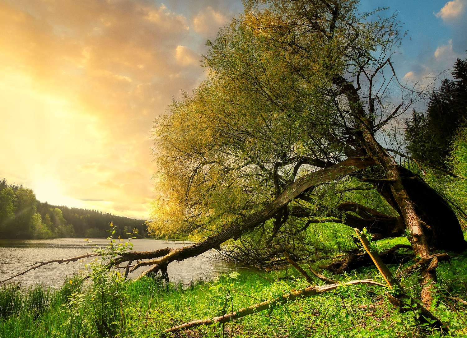 Σπασμένο δέντρο στην όχθη της λίμνης online παζλ