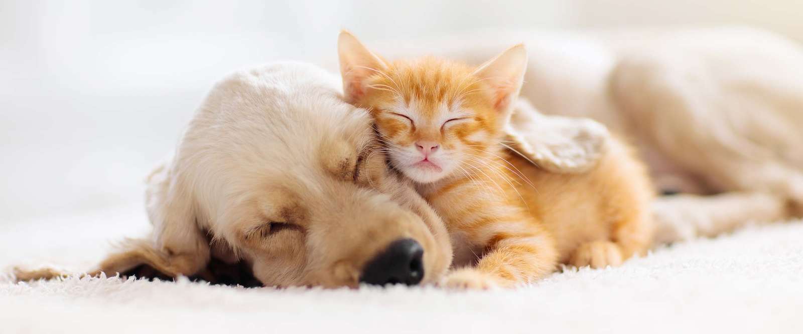 gato y perro rompecabezas en línea