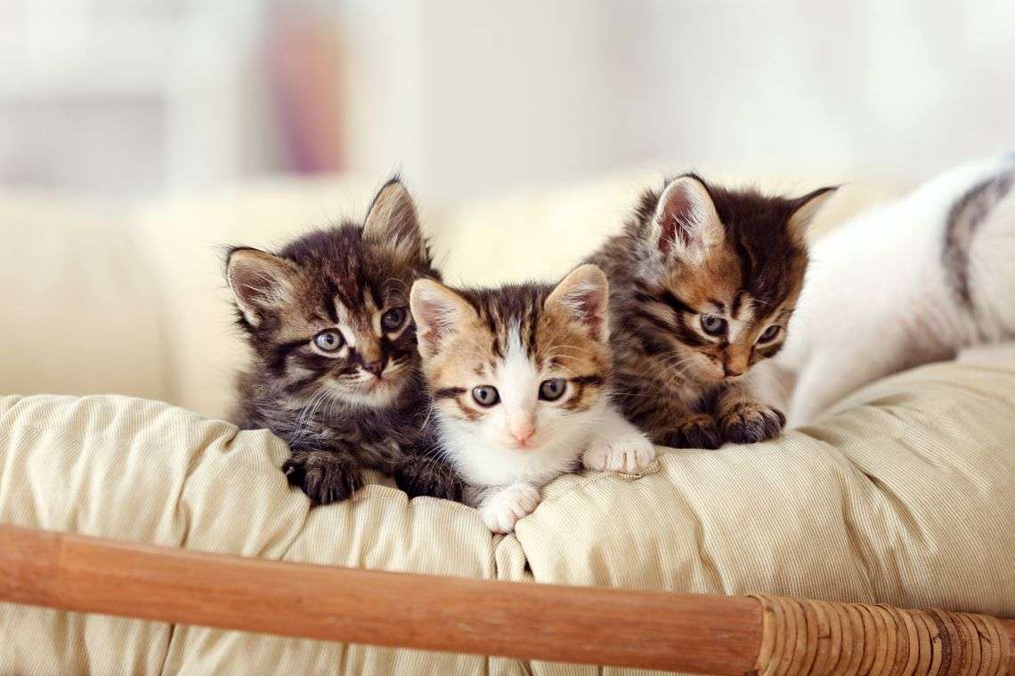 små katter pussel på nätet
