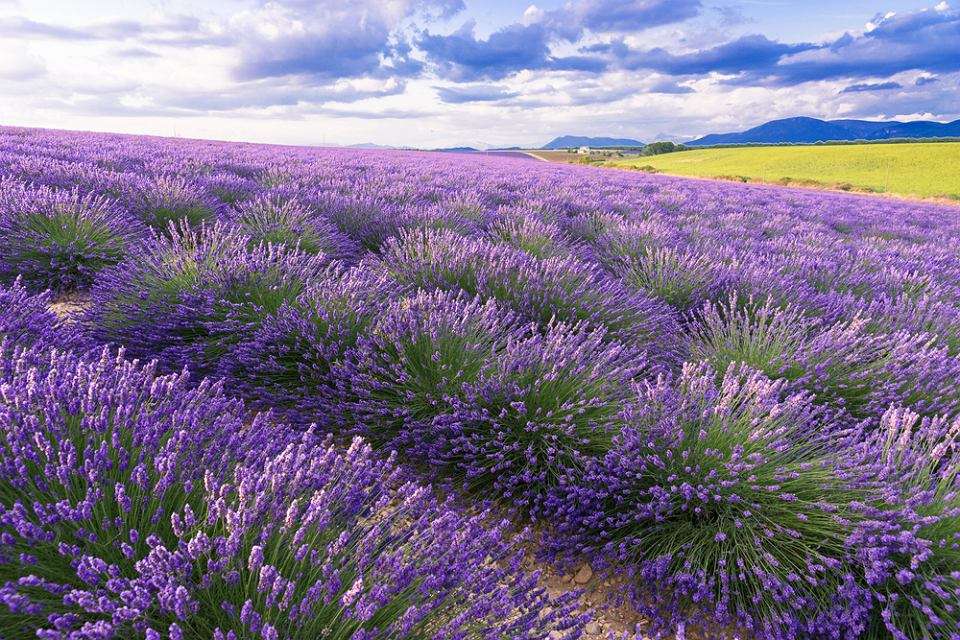 Lavendel ist wunderschön Puzzlespiel online