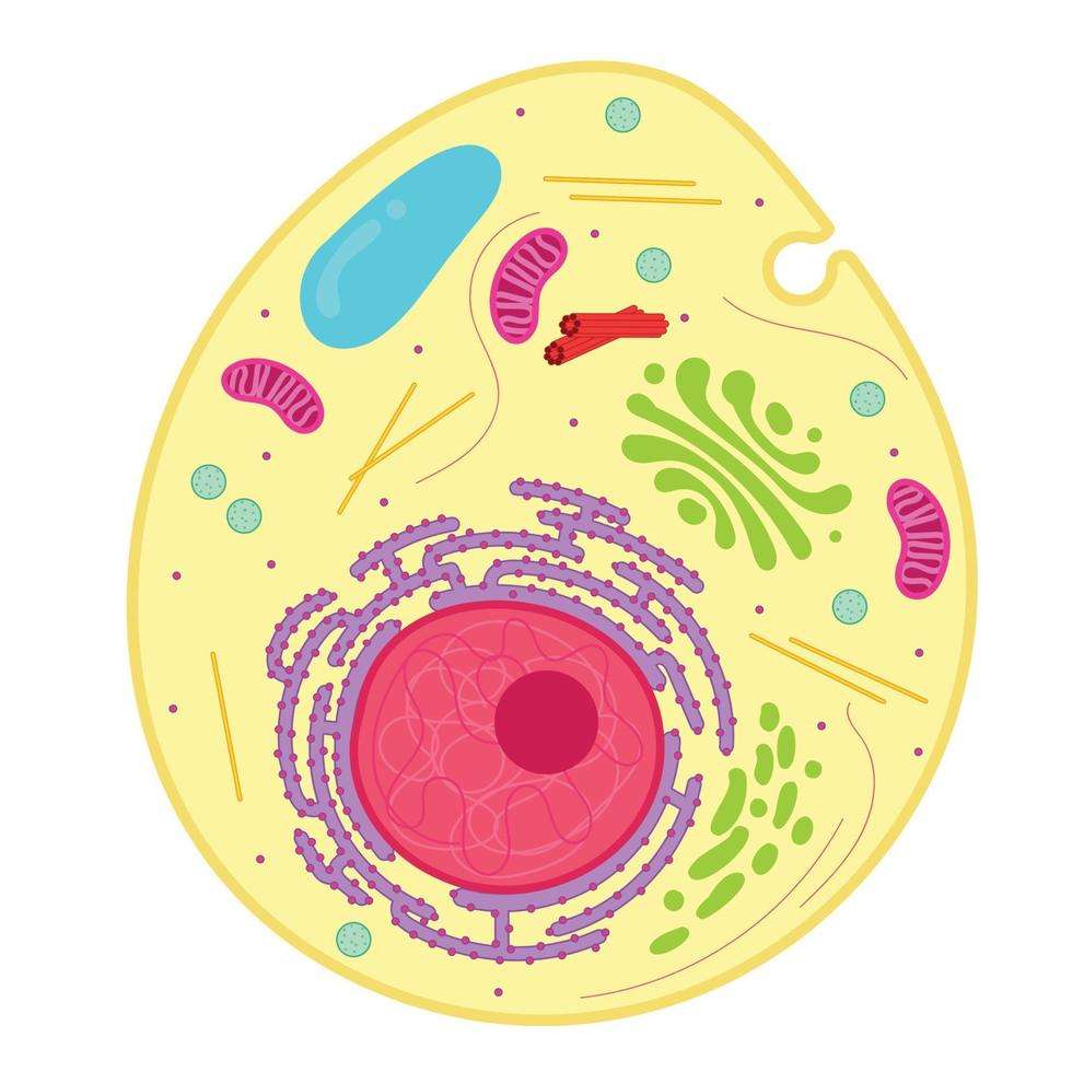 célula eucariótica quebra-cabeças online