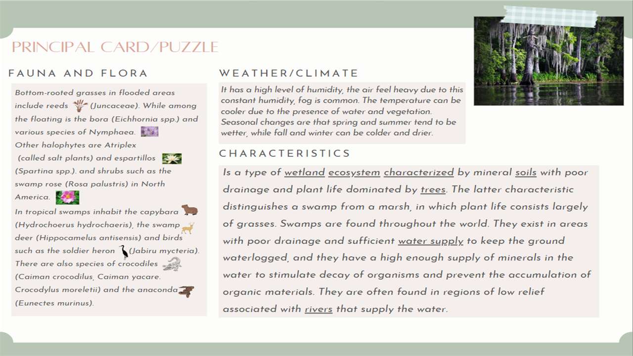 Ecosistem - Swamp rompecabezas en línea