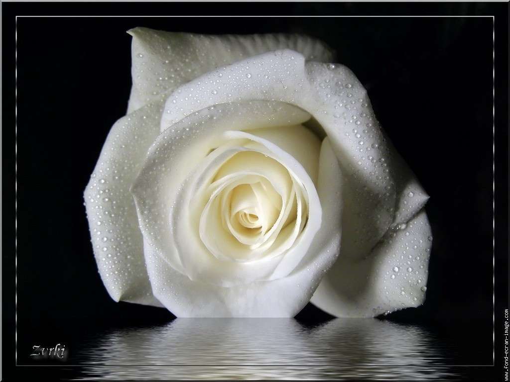 Біла троянда онлайн пазл