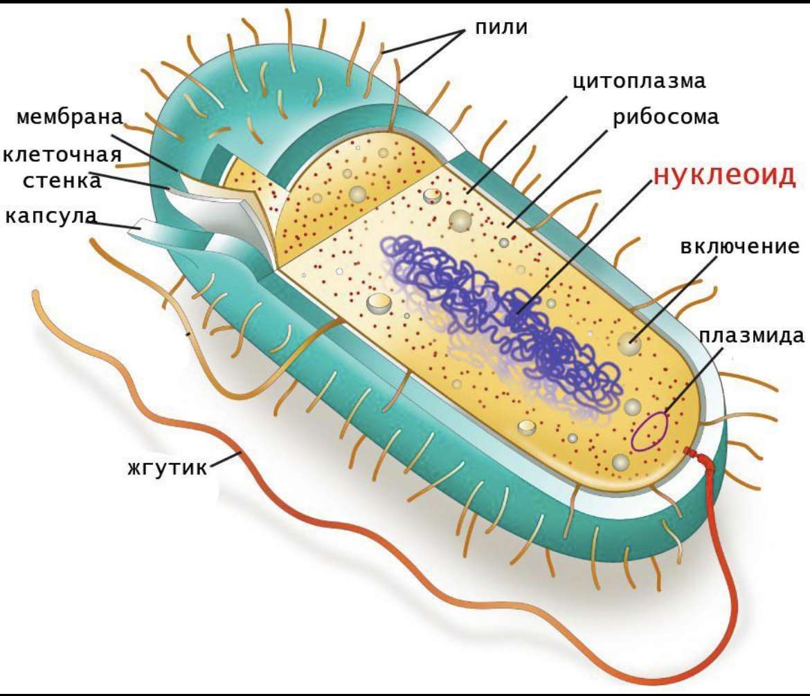 Bacterium jigsaw puzzle online