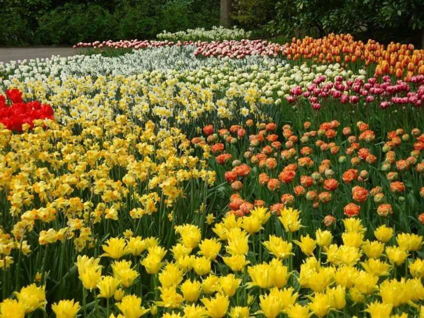 Canteiros de flores no parque puzzle online