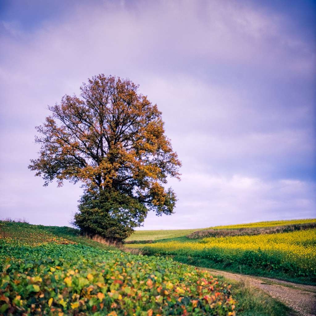 A tree by a dirt road jigsaw puzzle online