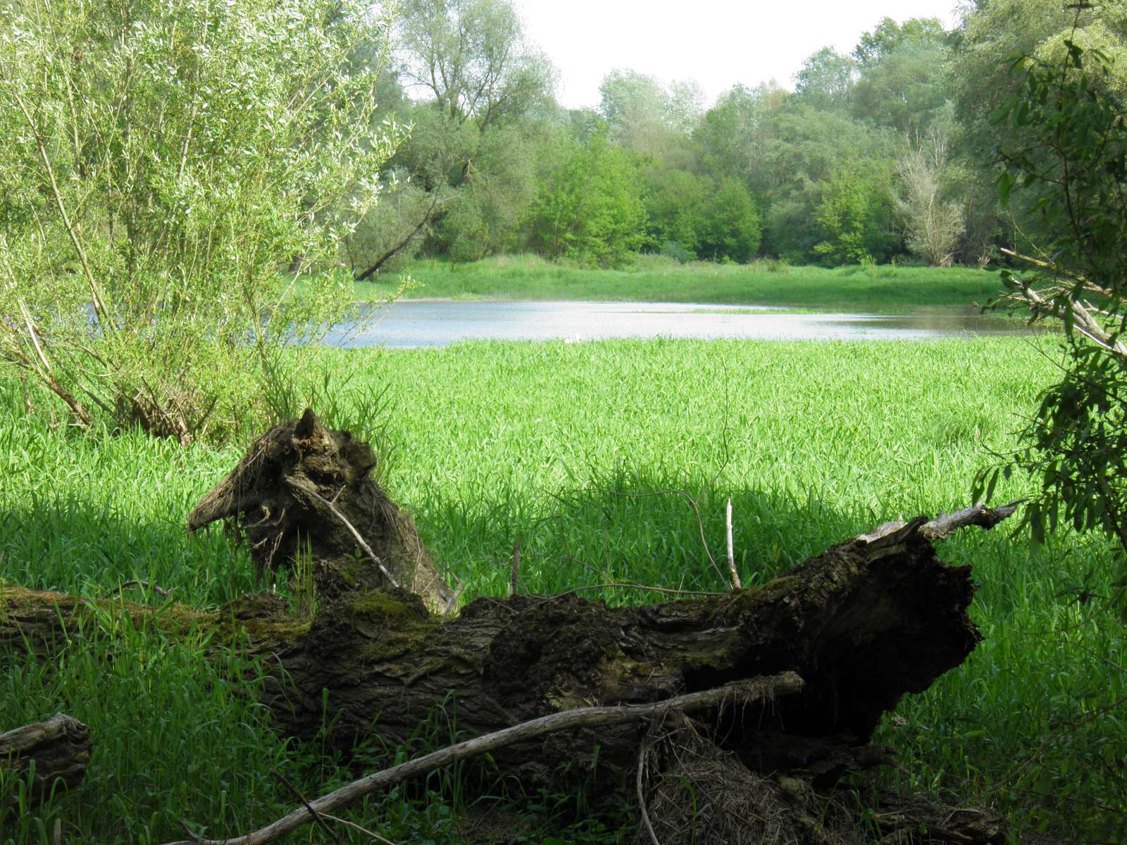 oxbow sjön vid floden Vistula Pussel online