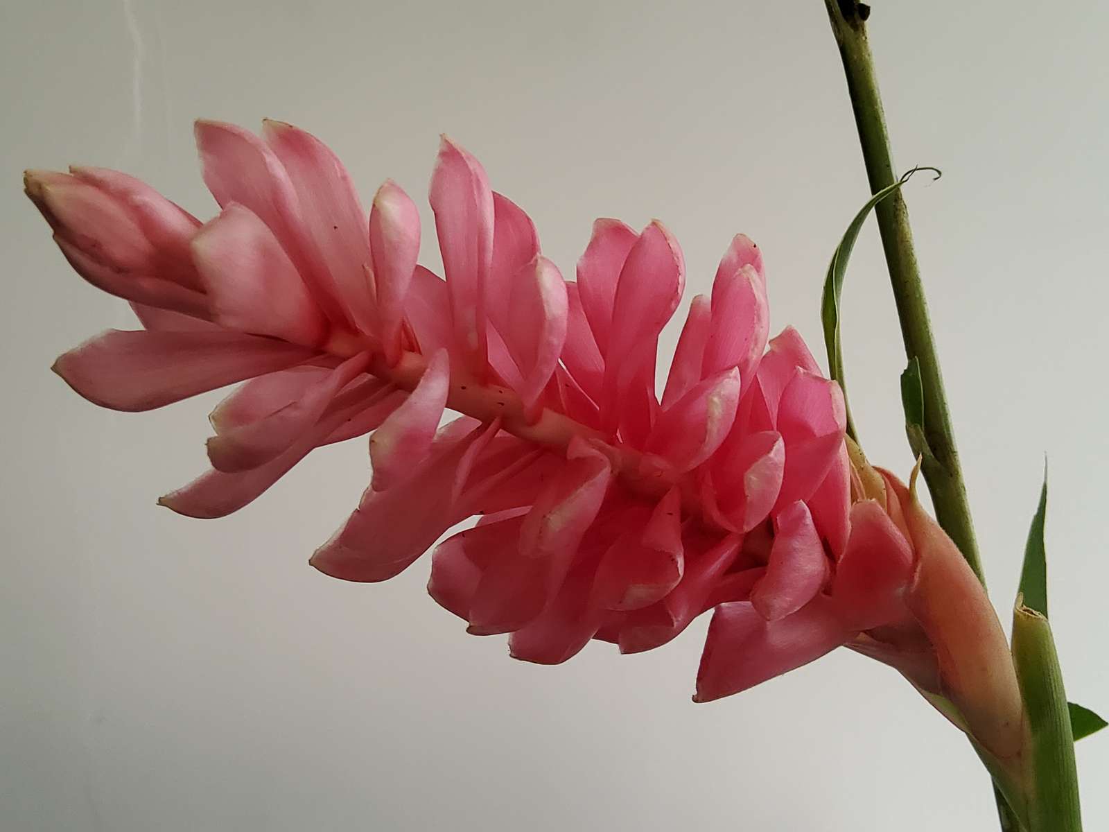 Flores amazônicas Equador quebra-cabeças online