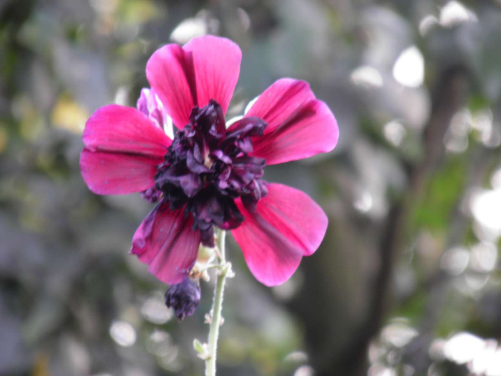 flor rosa rompecabezas en línea