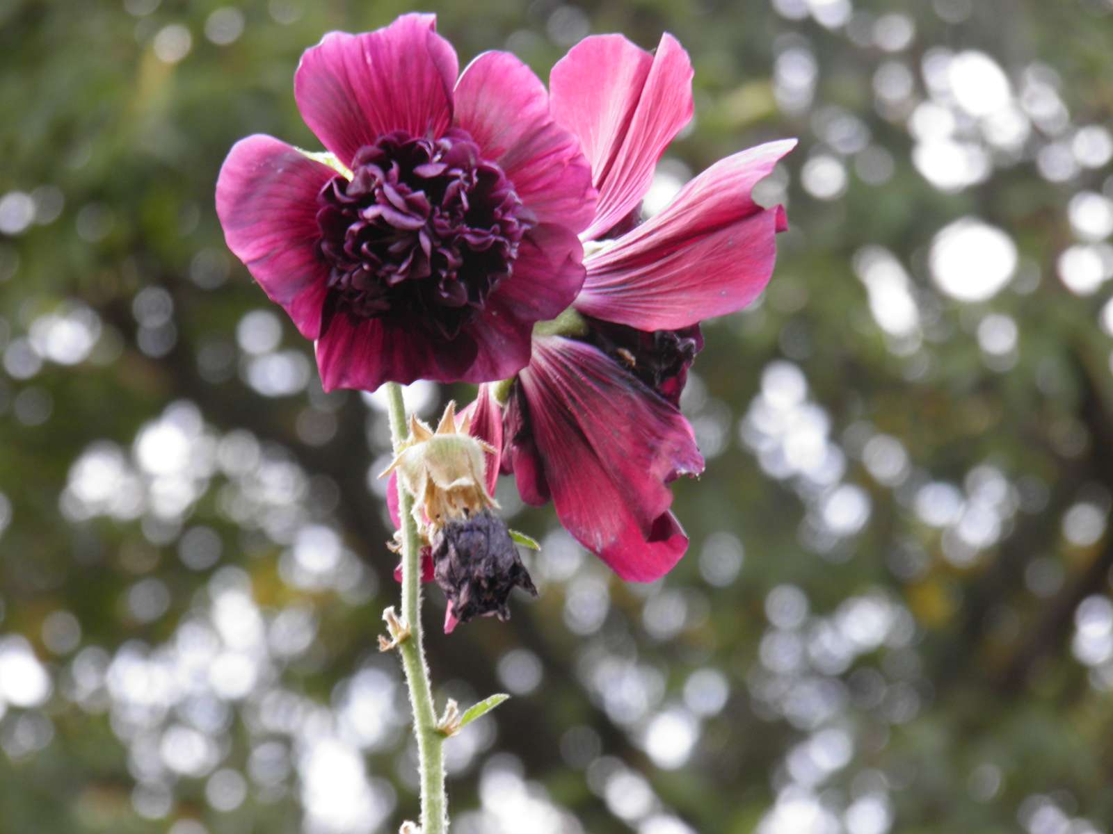 malva rosa quebra-cabeças online