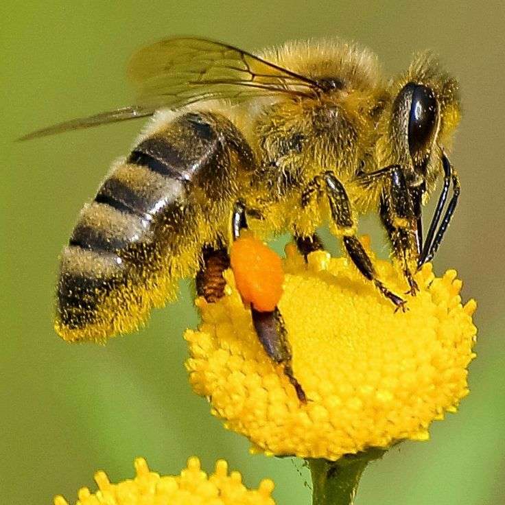 impollinazione delle api puzzle online