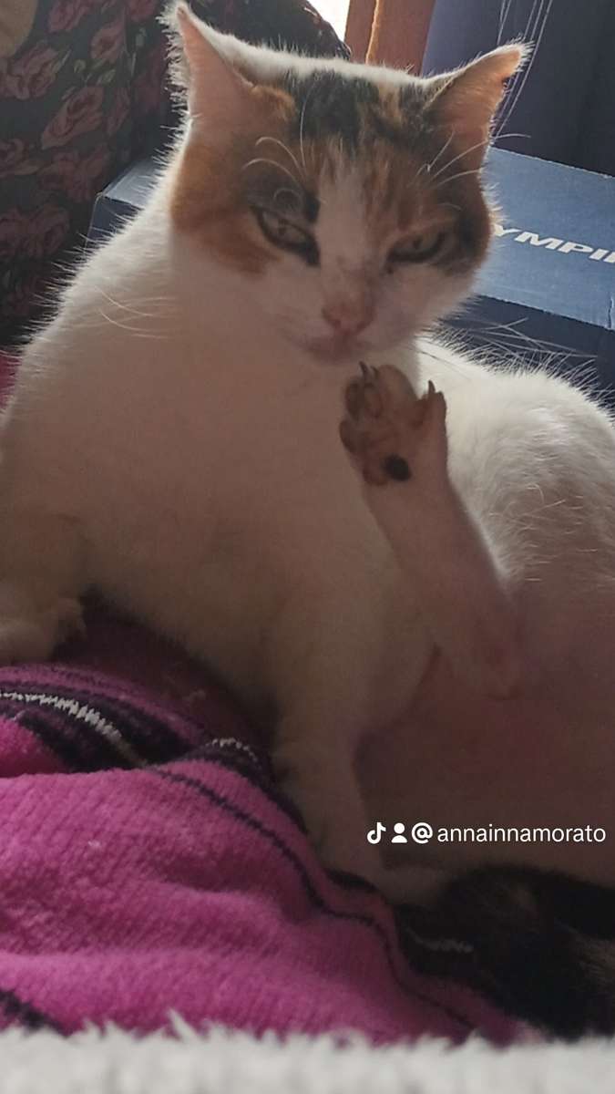 roztomilá kočka lili skládačky online