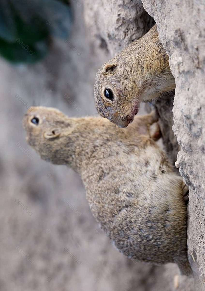 Erdhörnchen Online-Puzzle