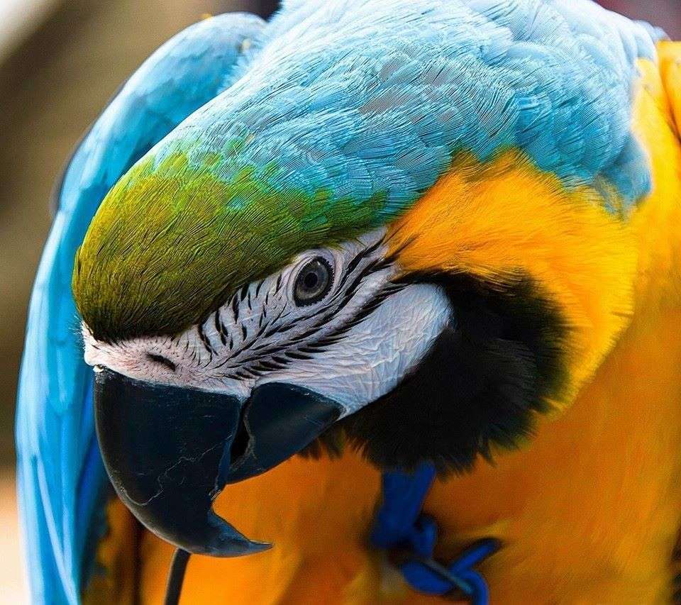 Färgglad papegoja Pussel online