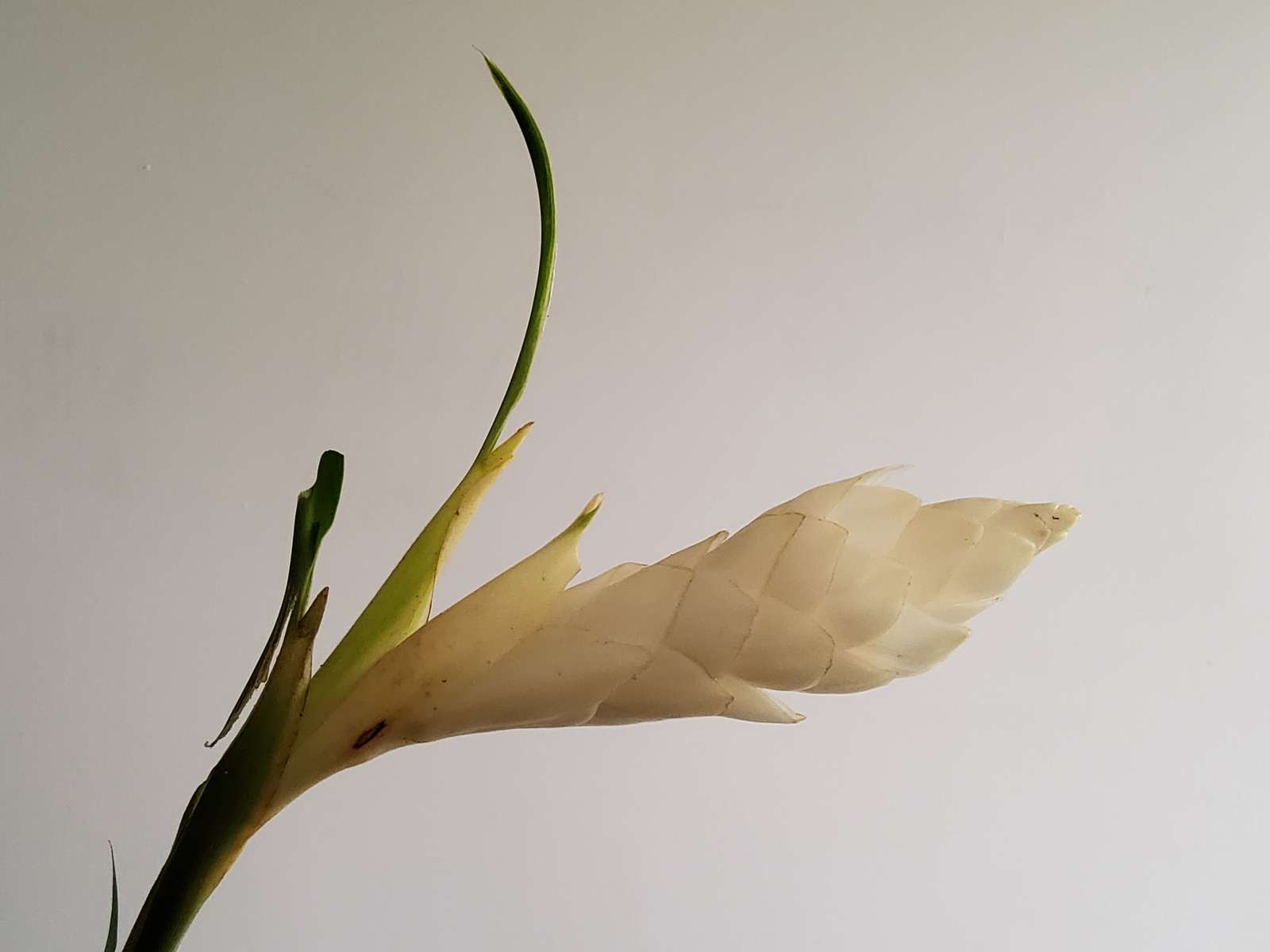 Witte Quinceañera, bloem uit het Amazonegebied Ecuador legpuzzel online