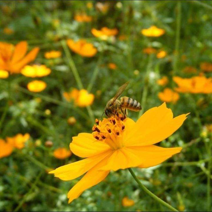 včela na květu skládačky online