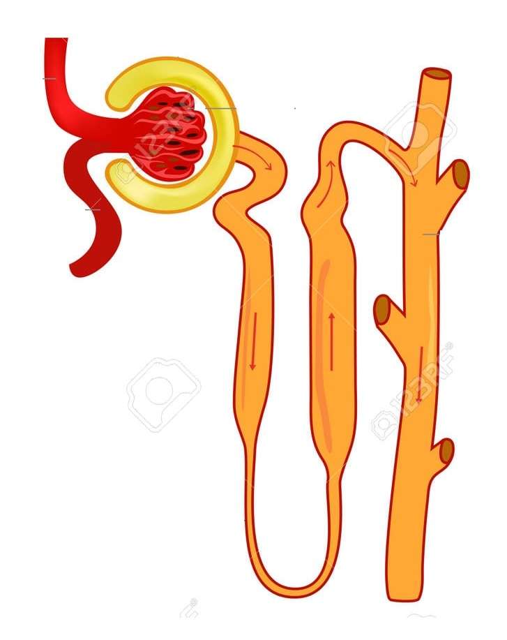 nefrona (riñon) rompecabezas en línea