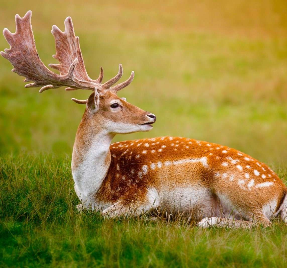 Common deer in a clearing jigsaw puzzle online