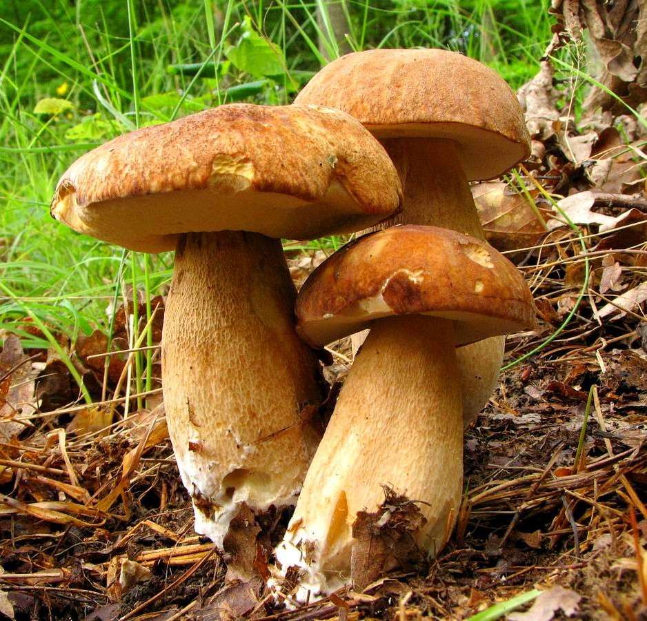 Cogumelos boletos na floresta puzzle online